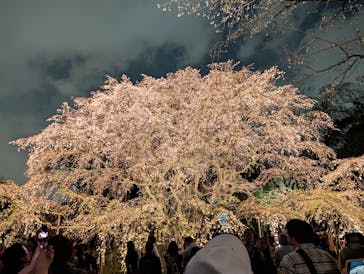 六義園に投稿された画像（2025/3/30）