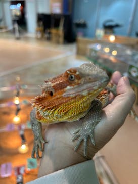 いきもの探検隊上尾に投稿された画像（2025/3/30）