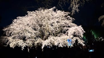 六義園に投稿された画像（2025/3/30）