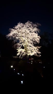 六義園に投稿された画像（2025/3/30）