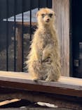 恩賜上野動物園に投稿された画像（2025/3/30）