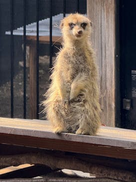 恩賜上野動物園に投稿された画像（2025/3/30）