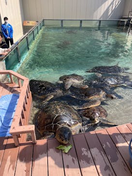 新江ノ島水族館に投稿された画像（2025/3/30）