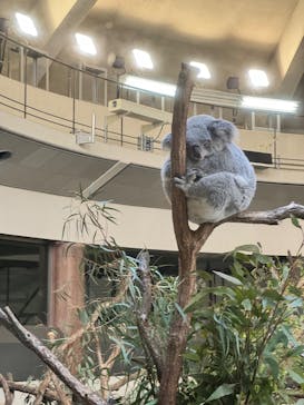 東京動物園協会_多摩動物公園に投稿された画像（2025/3/30）