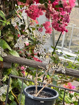 東京動物園協会_多摩動物公園に投稿された画像（2025/3/30）