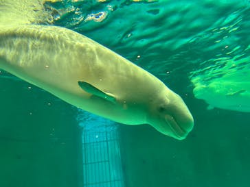 鴨川シーワールドに投稿された画像（2025/3/30）