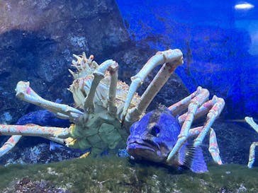 鴨川シーワールドに投稿された画像（2025/3/30）