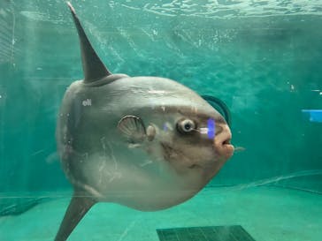 鴨川シーワールドに投稿された画像（2025/3/30）