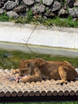 東京動物園協会_多摩動物公園に投稿された画像（2025/3/30）