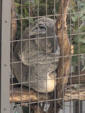 東京動物園協会_多摩動物公園に投稿された画像（2025/3/30）