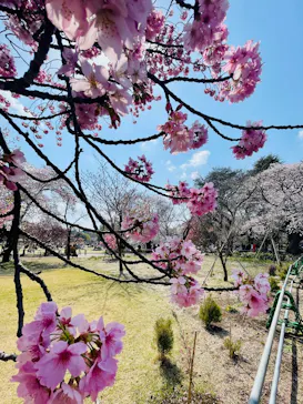新宿御苑に投稿された画像（2025/3/30）