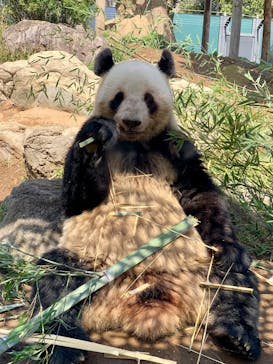 恩賜上野動物園に投稿された画像（2025/3/30）