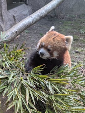 那須どうぶつ王国に投稿された画像（2025/3/30）