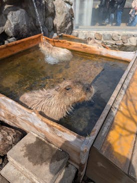 那須どうぶつ王国に投稿された画像（2025/3/30）
