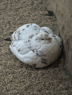 那須どうぶつ王国に投稿された画像（2025/3/30）