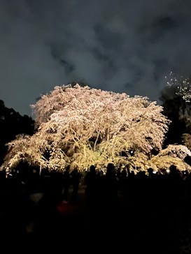 六義園に投稿された画像（2025/3/30）