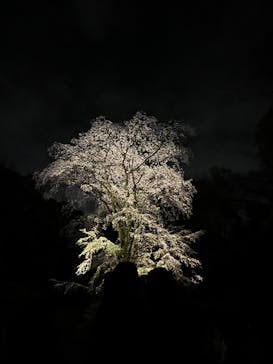 六義園に投稿された画像（2025/3/30）