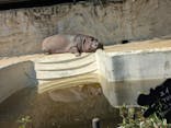 恩賜上野動物園に投稿された画像（2025/3/30）