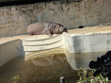 恩賜上野動物園に投稿された画像（2025/3/30）