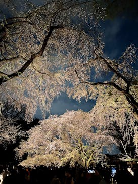 六義園に投稿された画像（2025/3/30）