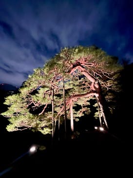 六義園に投稿された画像（2025/3/30）