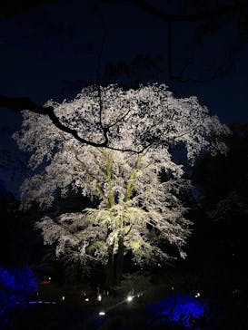 六義園に投稿された画像（2025/3/30）