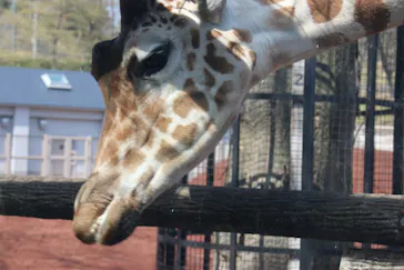 多摩動物公園に投稿された画像（2025/3/30）