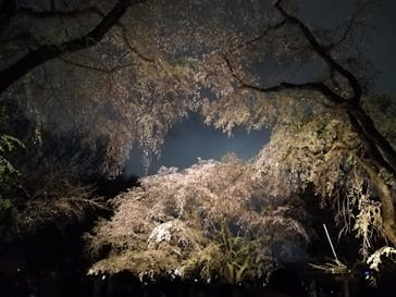 六義園に投稿された画像（2025/3/30）