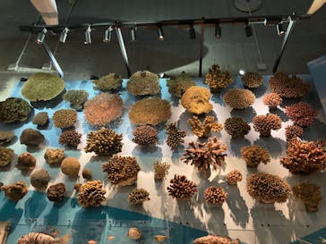 国立科学博物館に投稿された画像（2025/3/30）