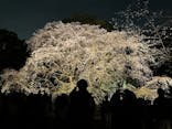 六義園に投稿された画像（2025/3/30）