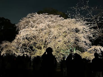 六義園に投稿された画像（2025/3/30）