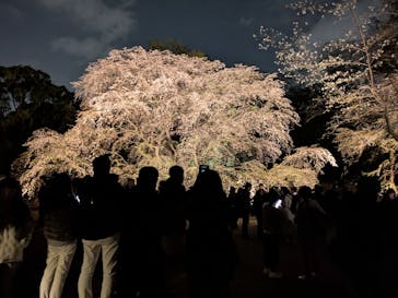 六義園に投稿された画像（2025/3/30）