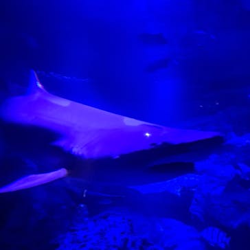 すみだ水族館に投稿された画像（2025/3/30）