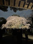 六義園に投稿された画像（2025/3/30）