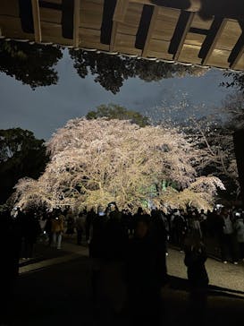 六義園に投稿された画像（2025/3/30）