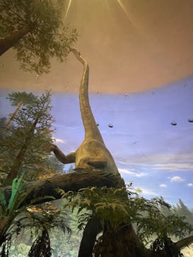 福井県立恐竜博物館に投稿された画像（2025/3/30）