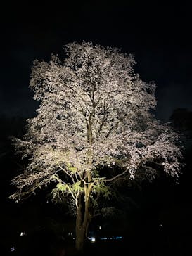 六義園に投稿された画像（2025/3/30）