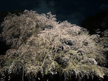 六義園に投稿された画像（2025/3/30）