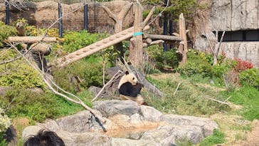恩賜上野動物園に投稿された画像（2025/3/30）