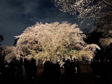 六義園に投稿された画像（2025/3/30）