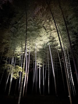 六義園に投稿された画像（2025/3/30）