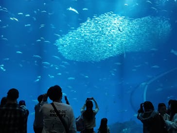 アクアワールド茨城県大洗水族館に投稿された画像（2025/3/30）