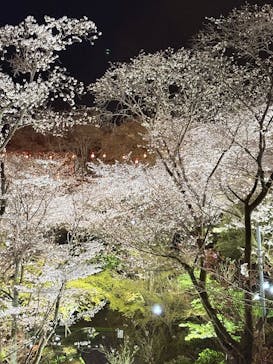 別府ケーブルラクテンチに投稿された画像（2025/3/30）