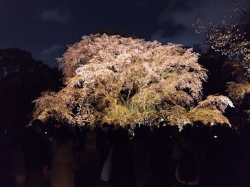 六義園に投稿された画像（2025/3/30）
