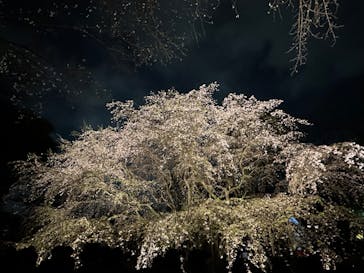 六義園に投稿された画像（2025/3/30）