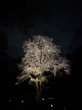 六義園に投稿された画像（2025/3/30）