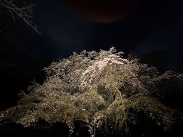 六義園に投稿された画像（2025/3/30）