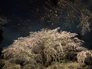 六義園に投稿された画像（2025/3/30）