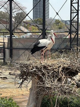 天王寺動物園に投稿された画像（2025/3/30）