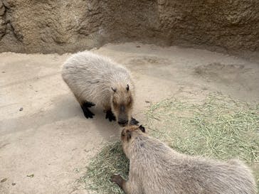 神戸どうぶつ王国に投稿された画像（2025/3/30）